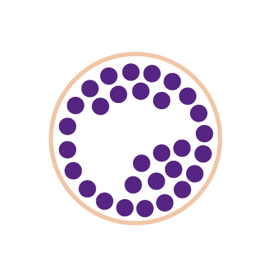 icône ovocyte